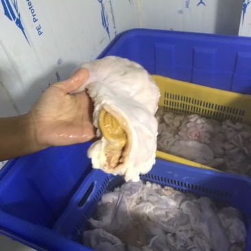 新鲜国产猪肚200-400克长期稳定供
