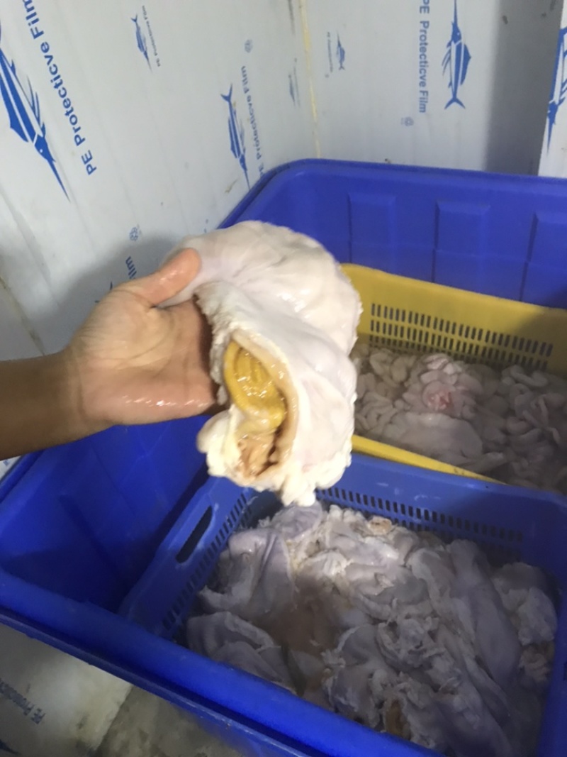 新鲜国产猪肚200-400克长期稳定供
