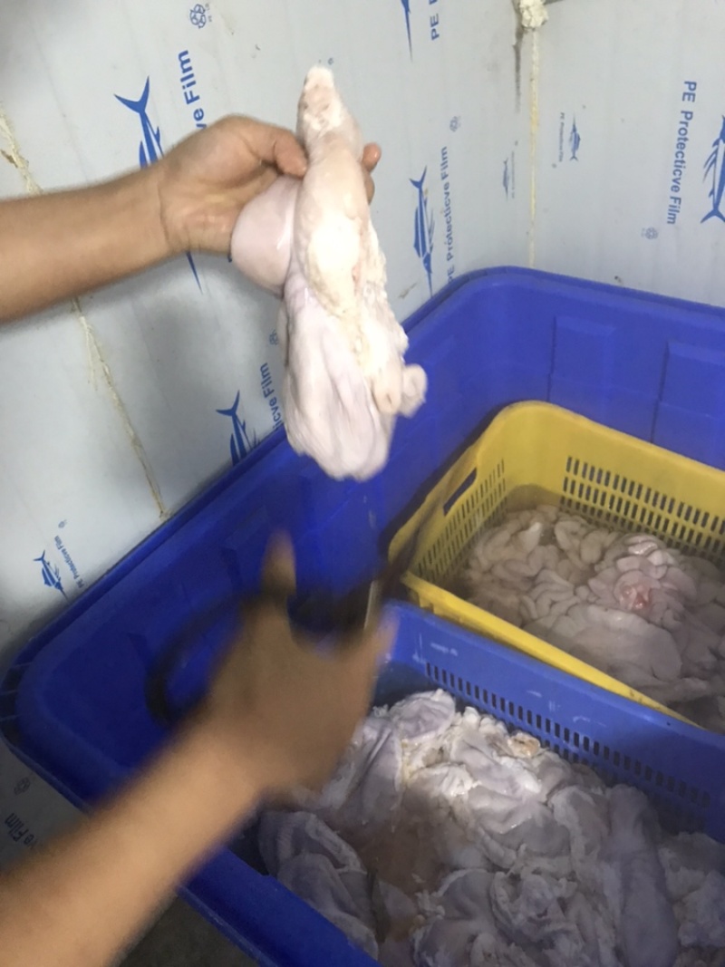 新鲜国产猪肚200-400克长期稳定供