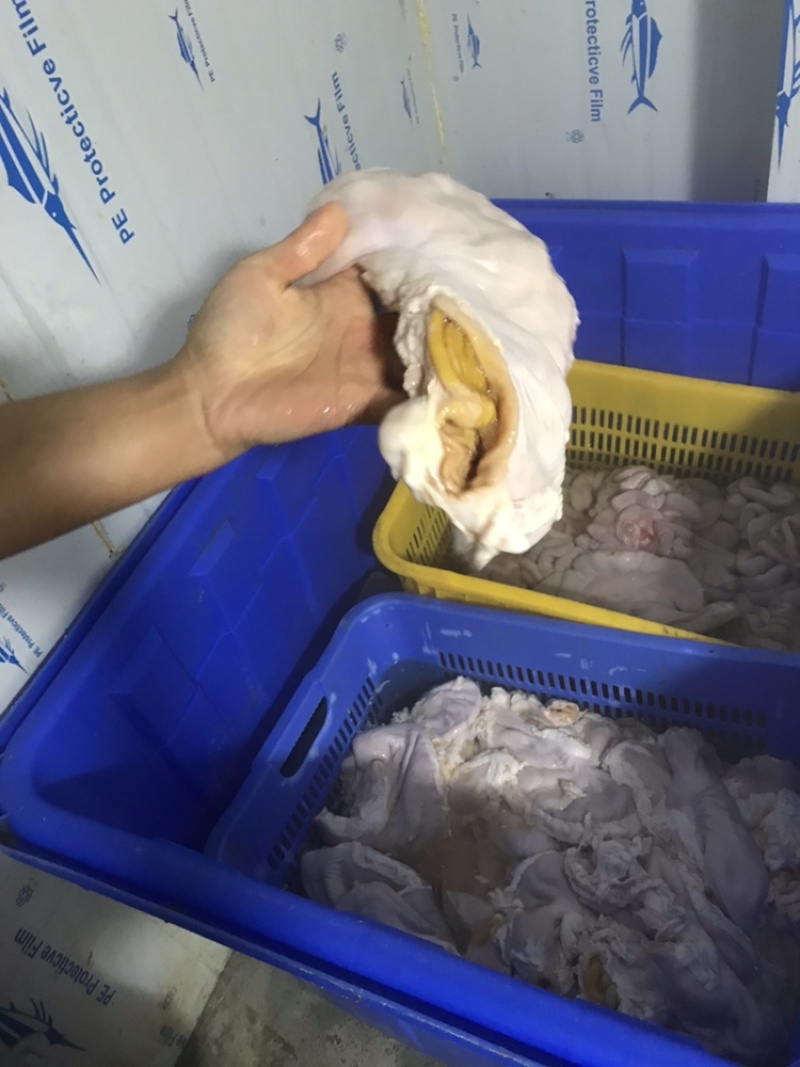 新鲜国产猪肚200-400克长期稳定供