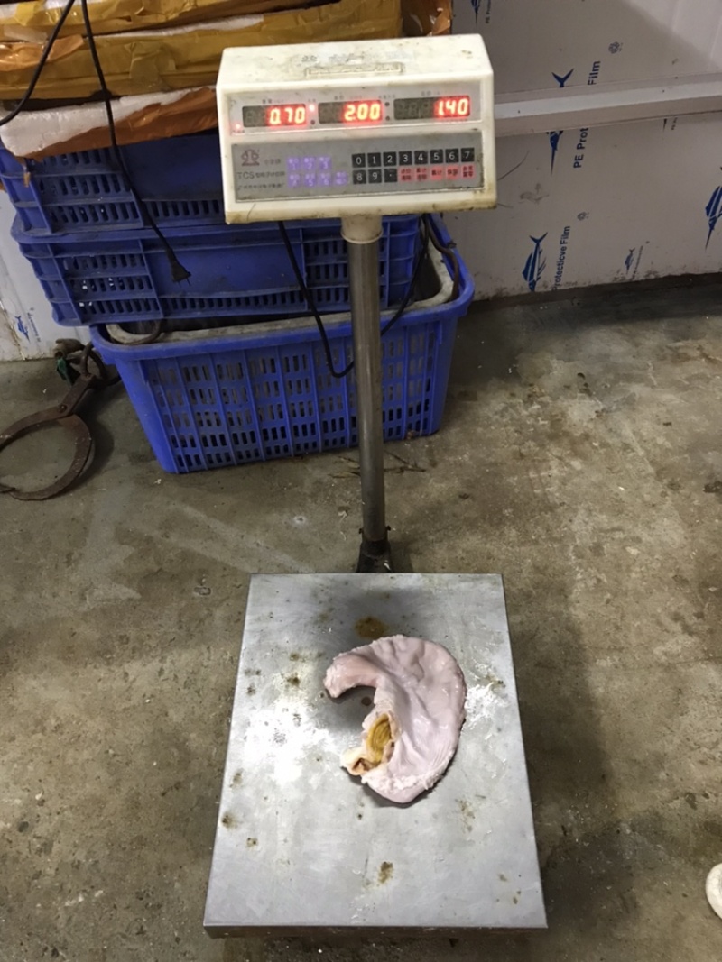 新鲜国产猪肚200-400克长期稳定供