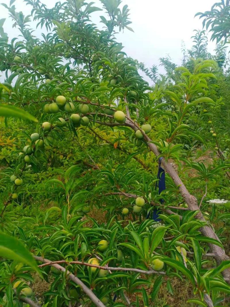 河南南阳脱骨清脆李大量上市口感脆货源充足市场电商介可发货