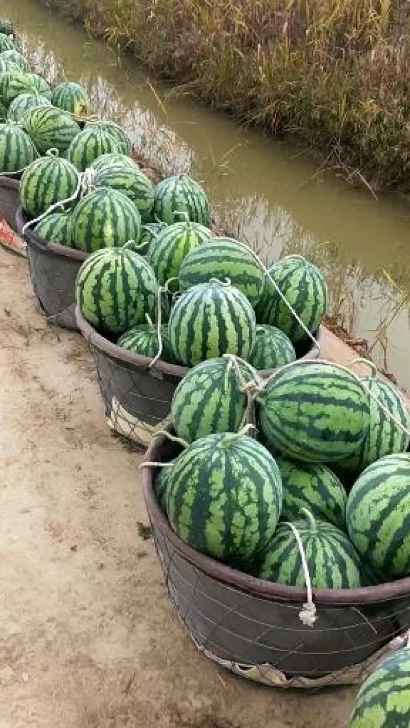 江苏启东头茬无籽美都小薄皮大红瓤口感酥脆