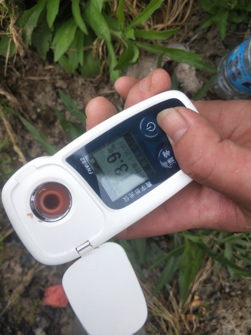 江苏启东头茬无籽美都小薄皮大红瓤口感酥脆