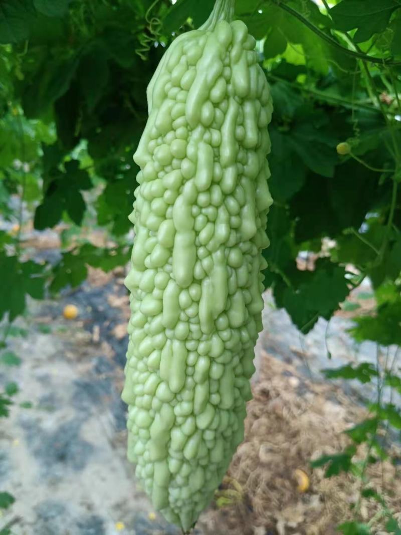 绿白苦瓜种子中早熟珍珠瘤菜农直供高品质苦