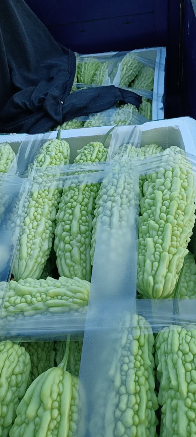 绿白苦瓜种子中早熟珍珠瘤菜农直供高品质苦