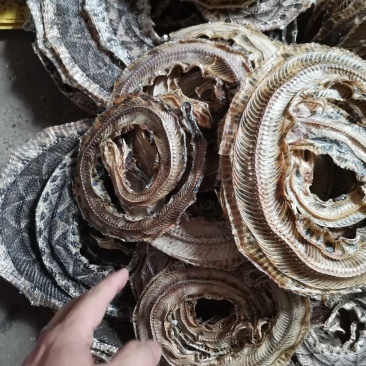 正品药用蕲蛇干全排血，纯清水货，当面交易