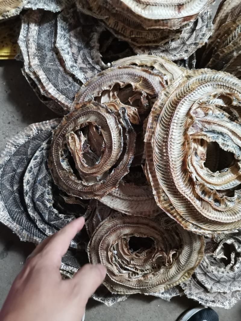 正品药用蕲蛇干全排血，纯清水货，当面交易