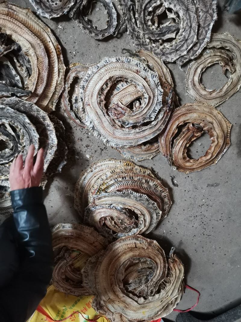 正品药用蕲蛇干全排血，纯清水货，当面交易