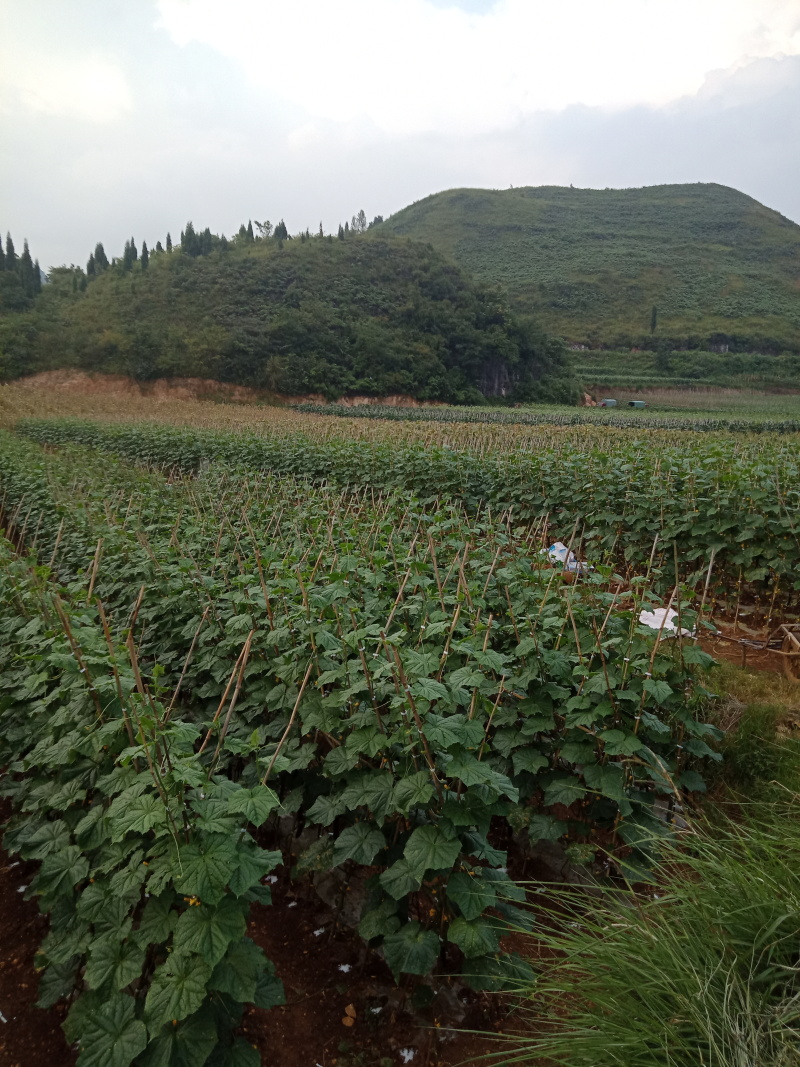 大量精品黄瓜己上市有需要的可联系