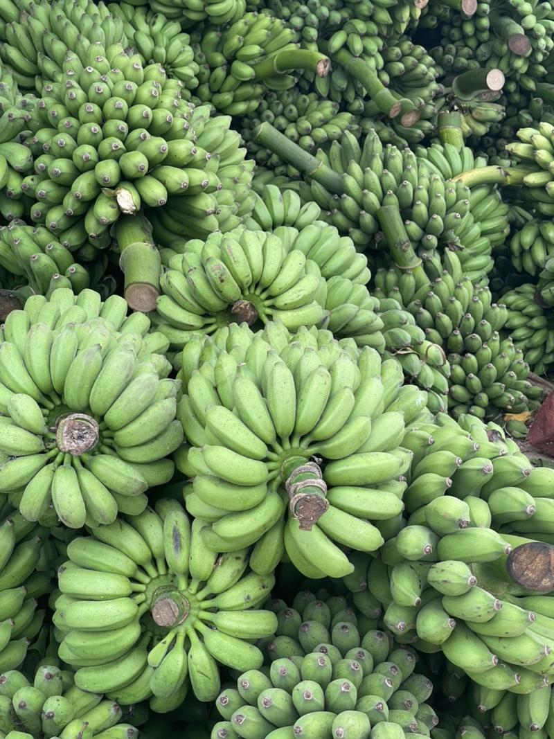 美人蕉，苹果蕉，小米蕉，糯米蕉，一年四季长期批发