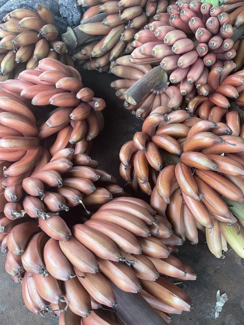 美人蕉，苹果蕉，小米蕉，糯米蕉，一年四季长期批发