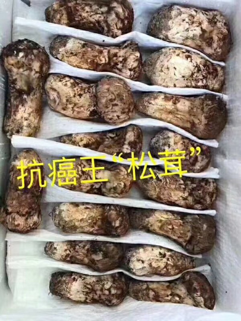 舌尖上的美味…野生菌品种多，