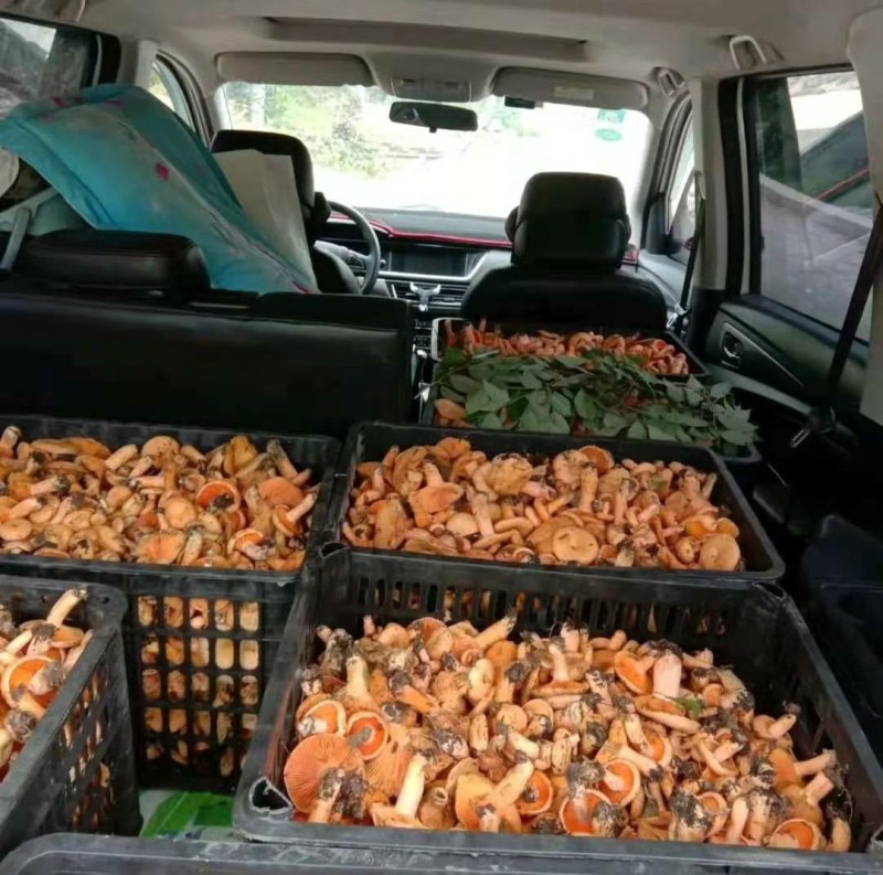 舌尖上的美味…野生菌品种多，