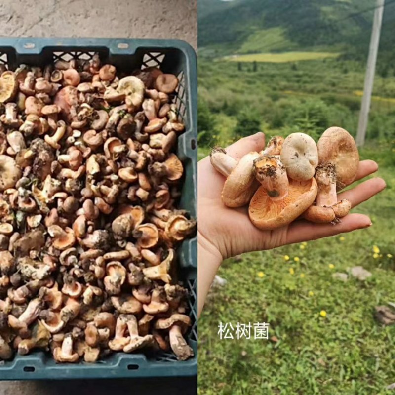 舌尖上的美味…野生菌品种多，