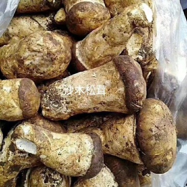 舌尖上的美味…野生菌品种多，