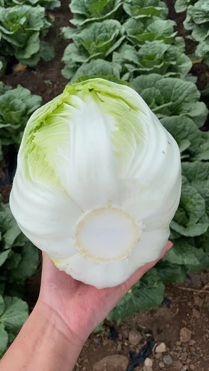 大量出售黄心大白菜，各种细菜，月底大量出