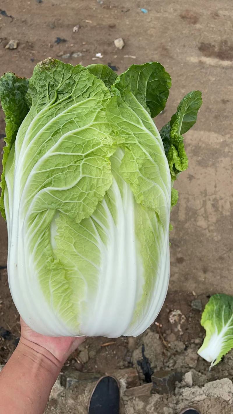 大量出售黄心大白菜，各种细菜，月底大量出