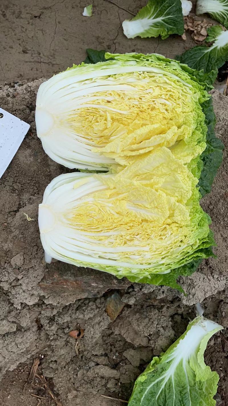 大量出售黄心大白菜，各种细菜，月底大量出