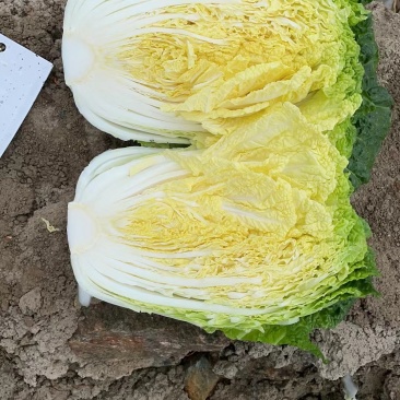 黄心白菜还有5-6天大批量上市，需要的老板赶快了！