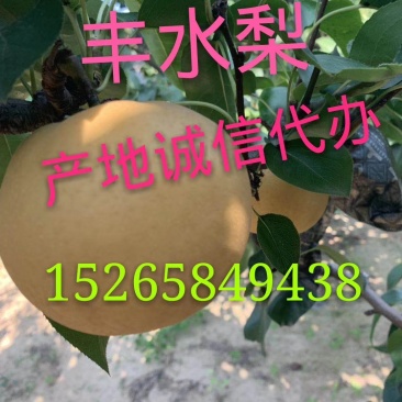2021年新品丰水梨，对接电商社区团购供应链，一件代发
