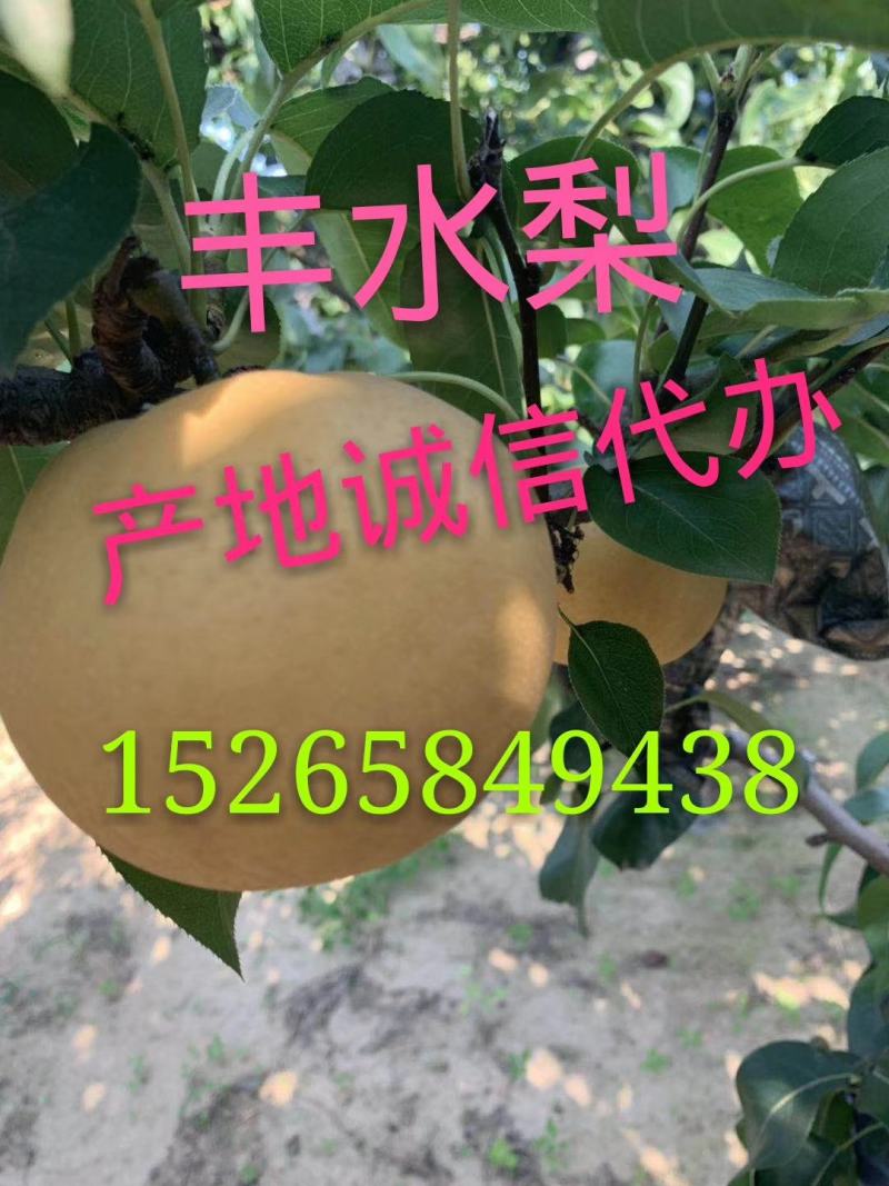 2021年新品丰水梨，对接电商社区团购供应链，一件代发