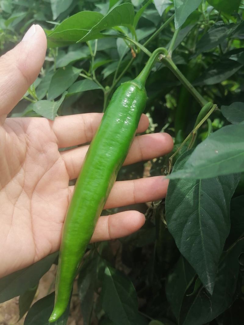 大椒大青椒羊角椒线椒杭椒新鲜羊角椒大青椒