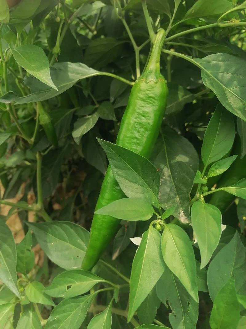 大椒大青椒羊角椒线椒杭椒新鲜羊角椒大青椒