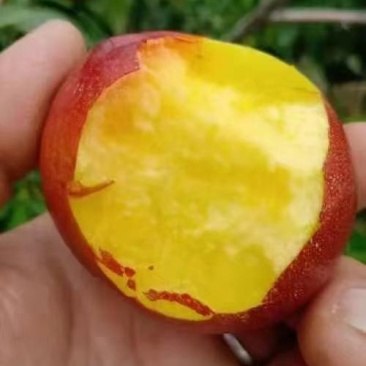 万亩陆地油桃4号，126大量上市，价格不贵，货源充足