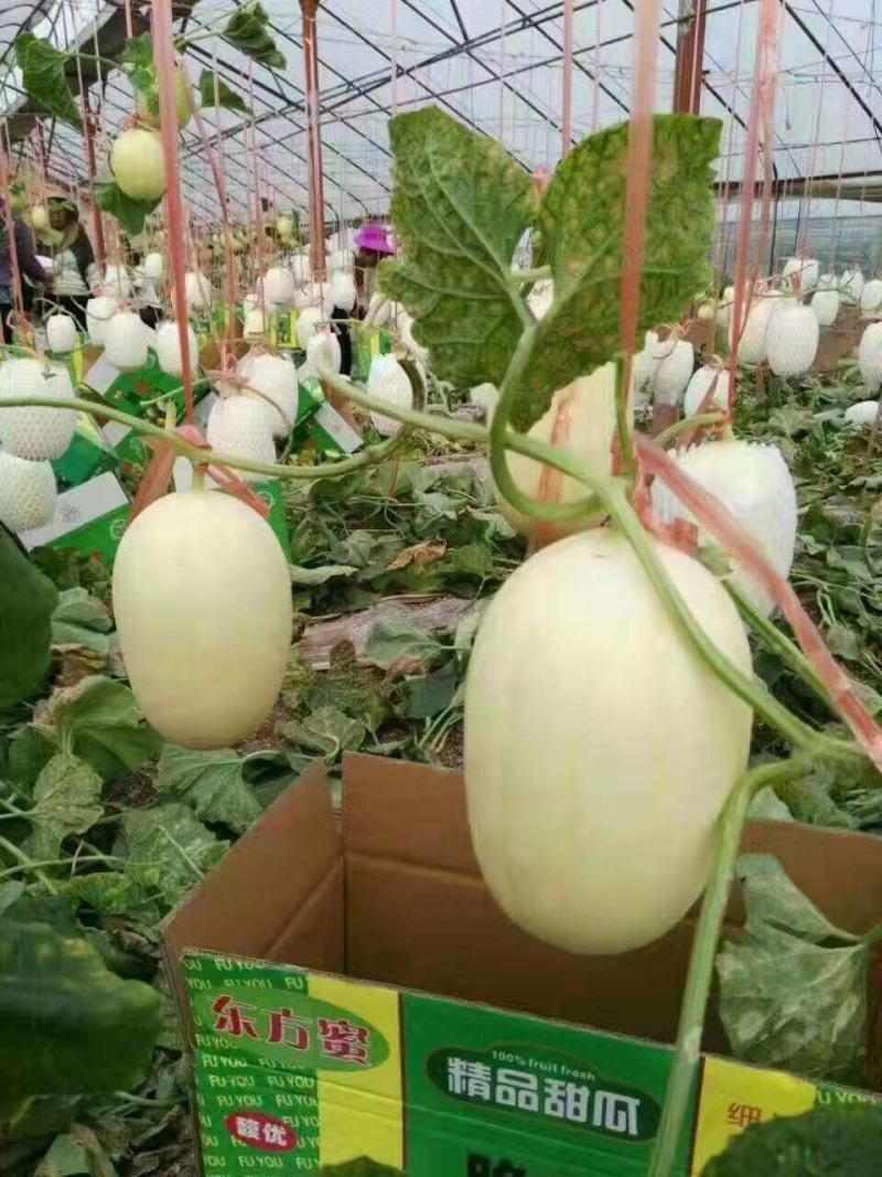 甜瓜苗嫁接甜瓜苗质量好价格低抗病高产