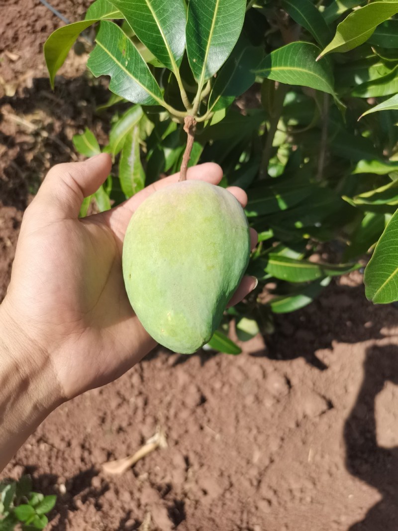 小台农芒果10斤装整箱当季水果产地直发新鲜现摘