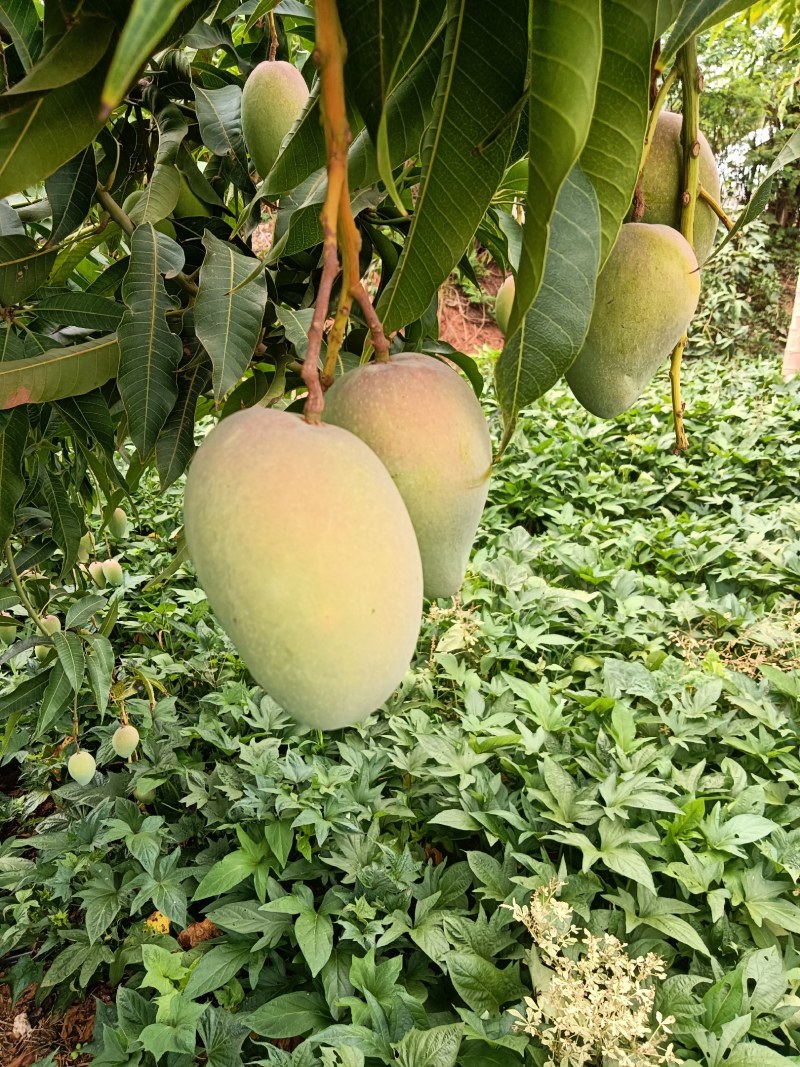 小台农芒果10斤装整箱当季水果产地直发新鲜现摘