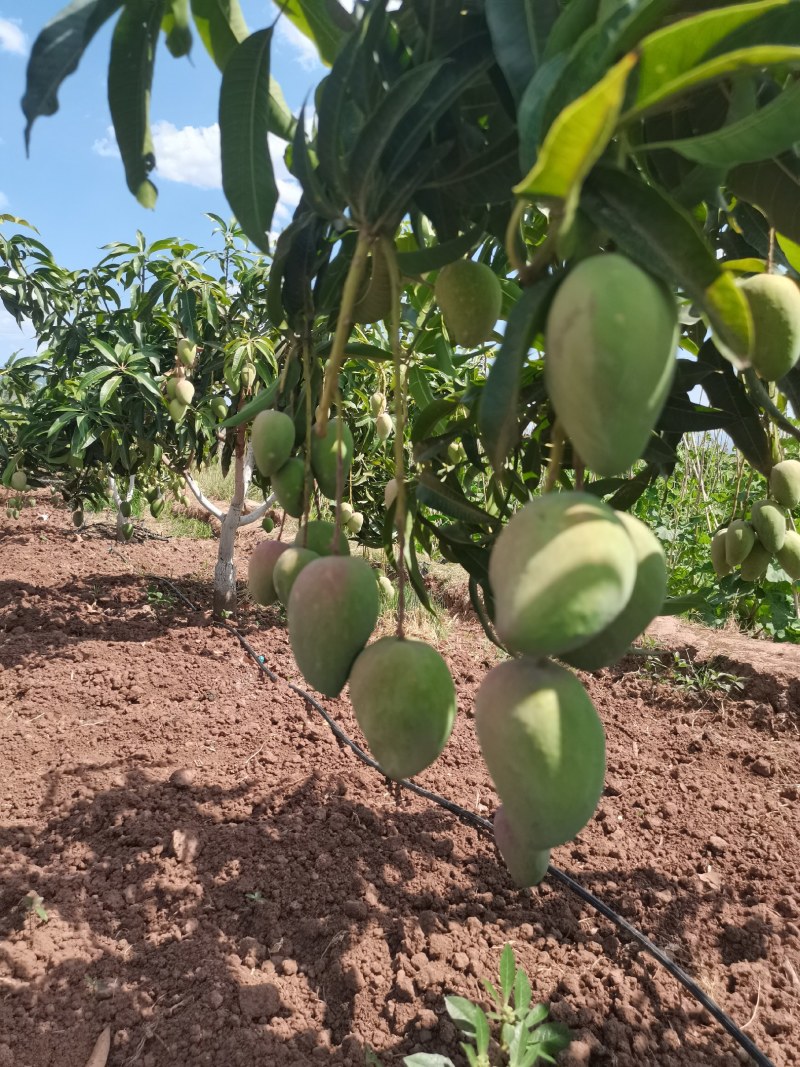 小台农芒果10斤装整箱当季水果产地直发新鲜现摘
