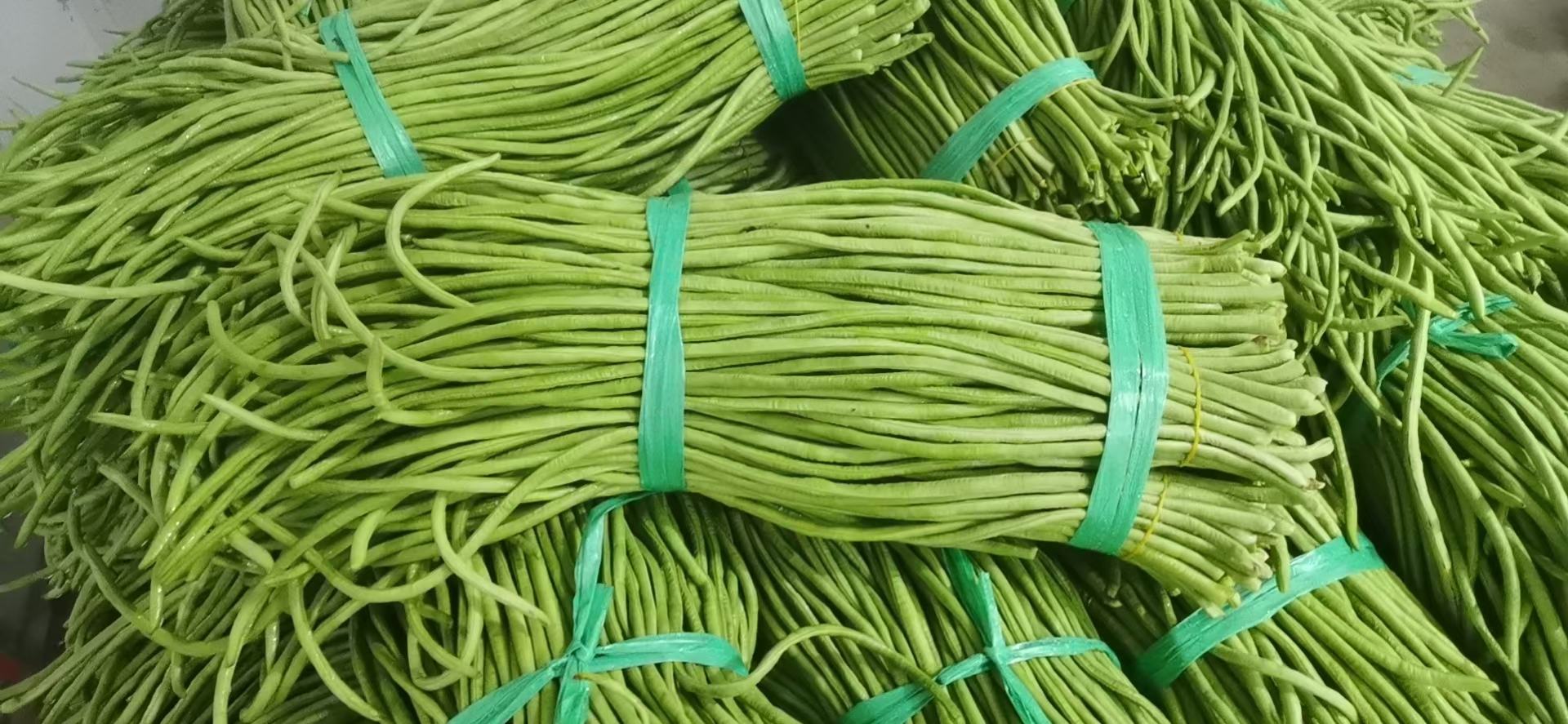 挑选新鲜长豆角