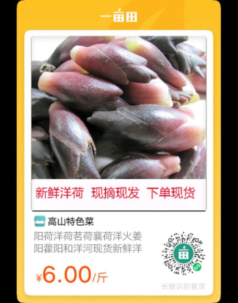 阳荷