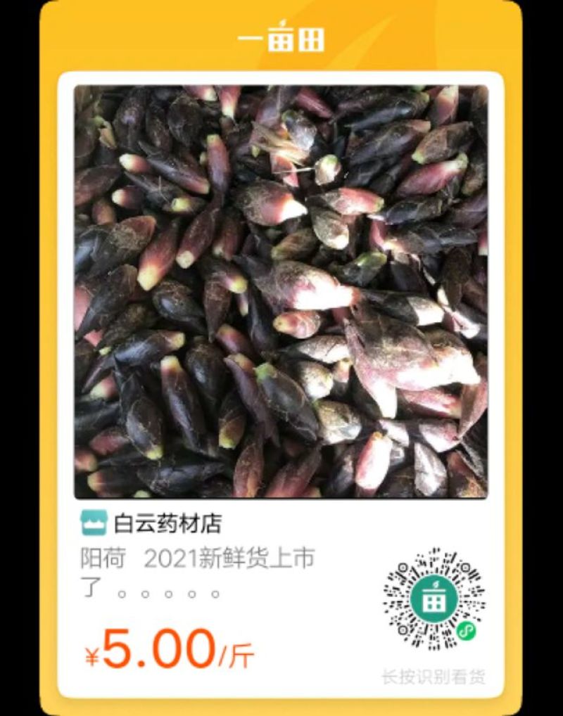 阳荷