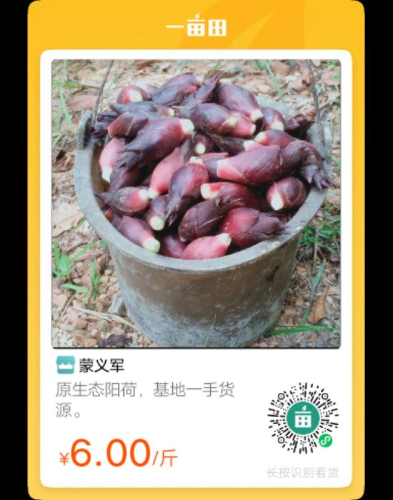 阳荷