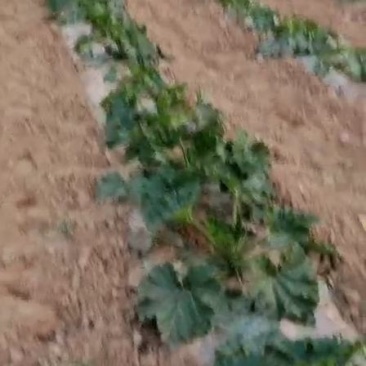 甜玉米，西葫芦马上上市