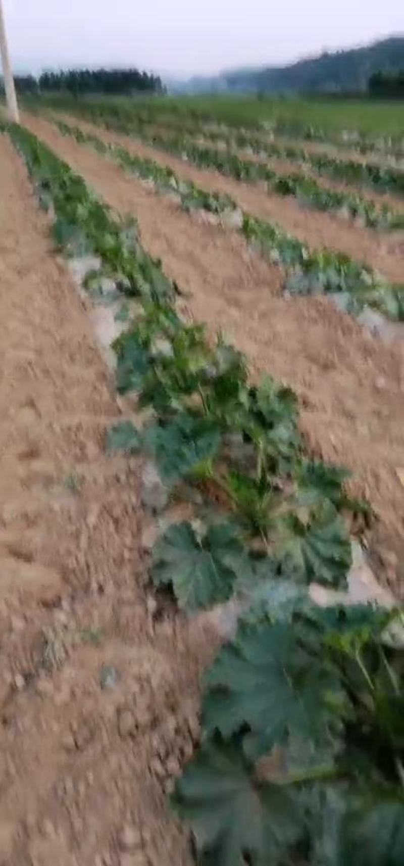 甜玉米，西葫芦马上上市