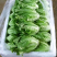 生菜苗结球生菜球生菜苗提供技术支持1