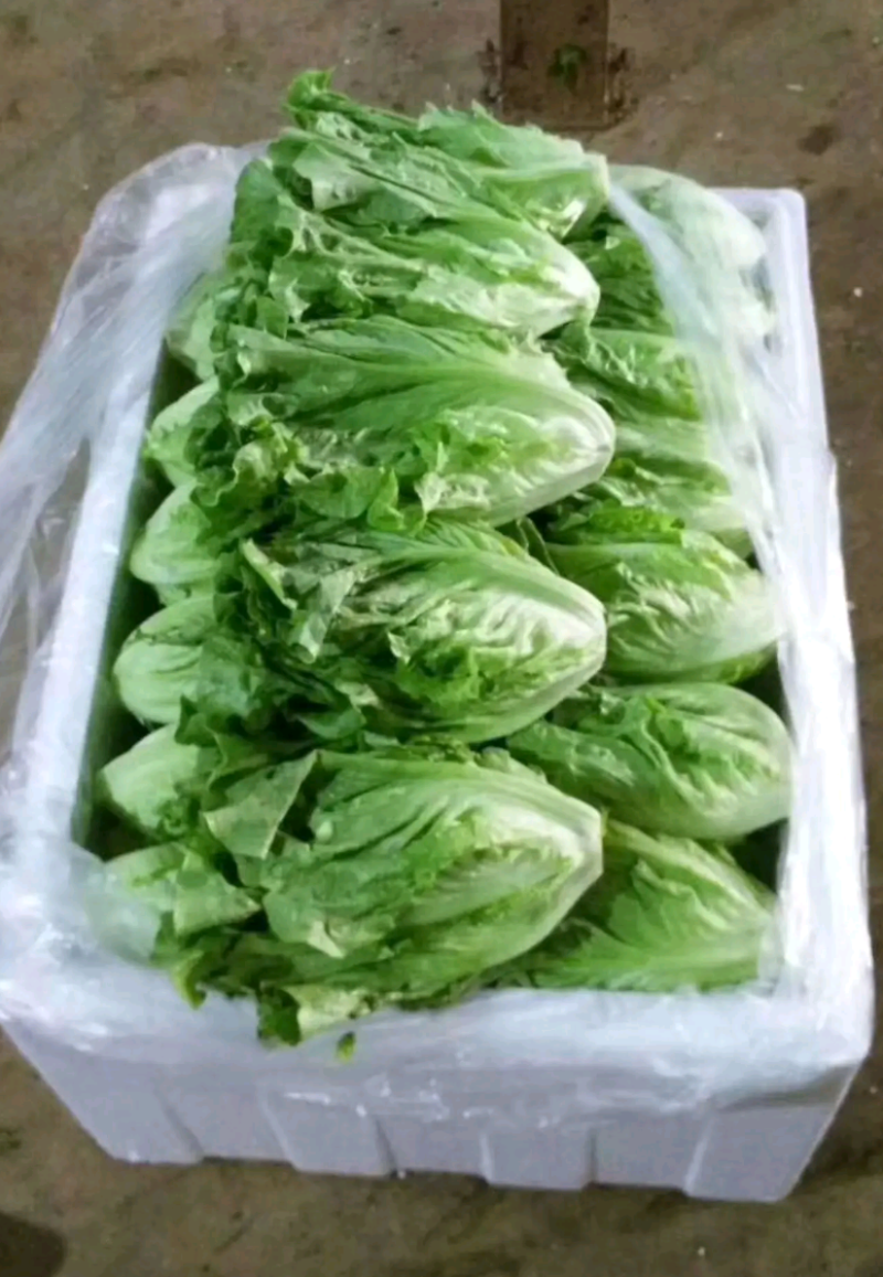 生菜苗结球生菜球生菜苗提供技术支持1