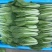 【精品快菜】常年供应.支持视频看货量大质优