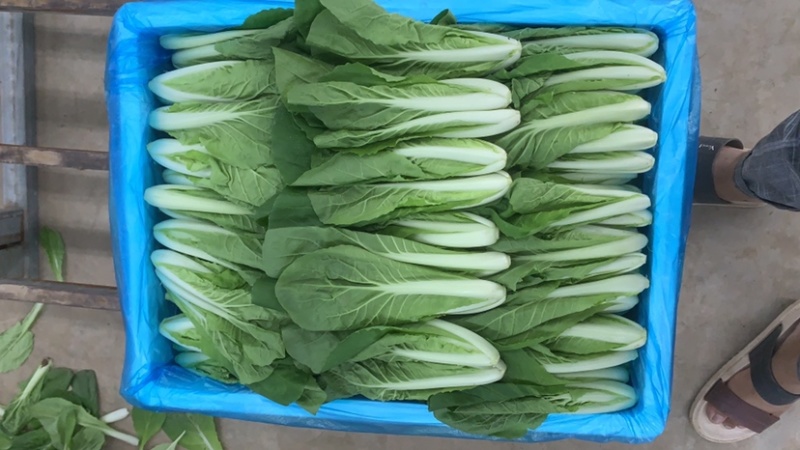 【精品快菜】常年供应.支持视频看货量大质优