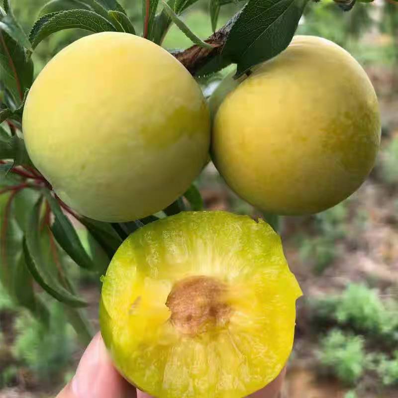 蜂糖李