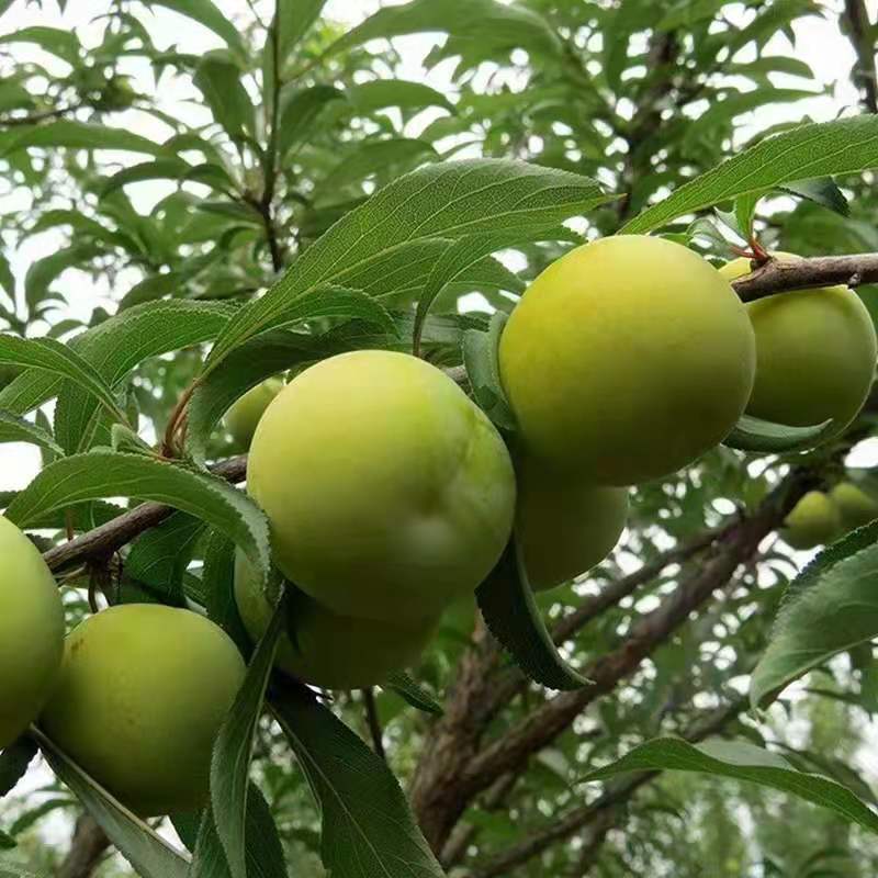 蜂糖李