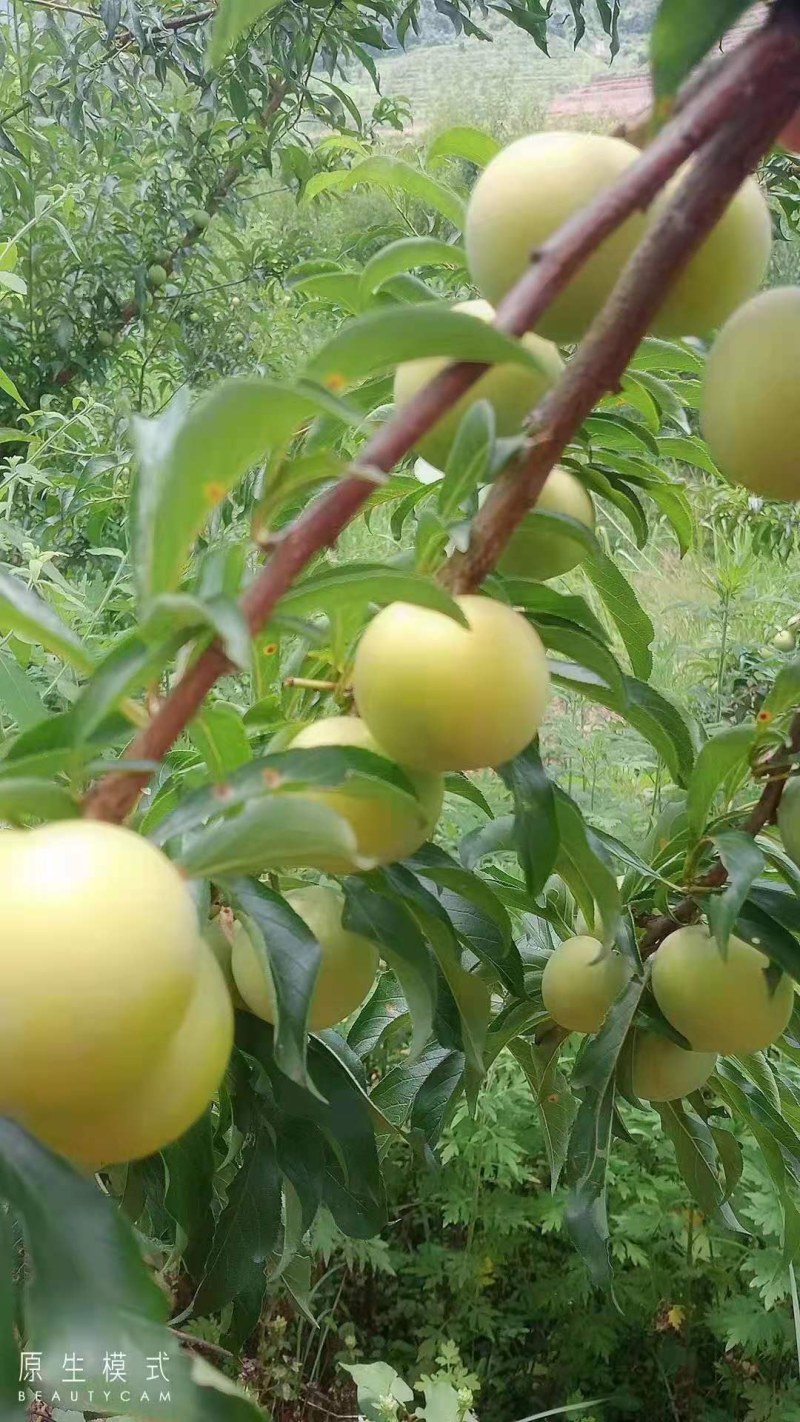 蜂糖李