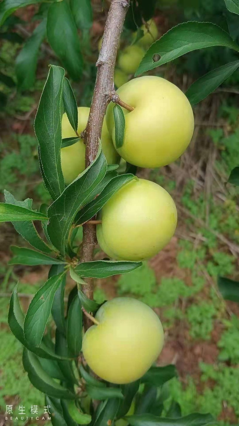蜂糖李