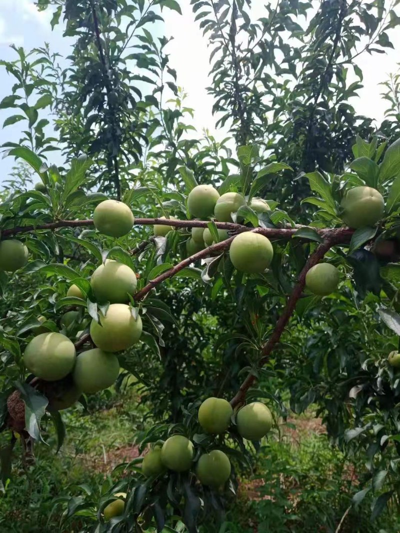 蜂糖李