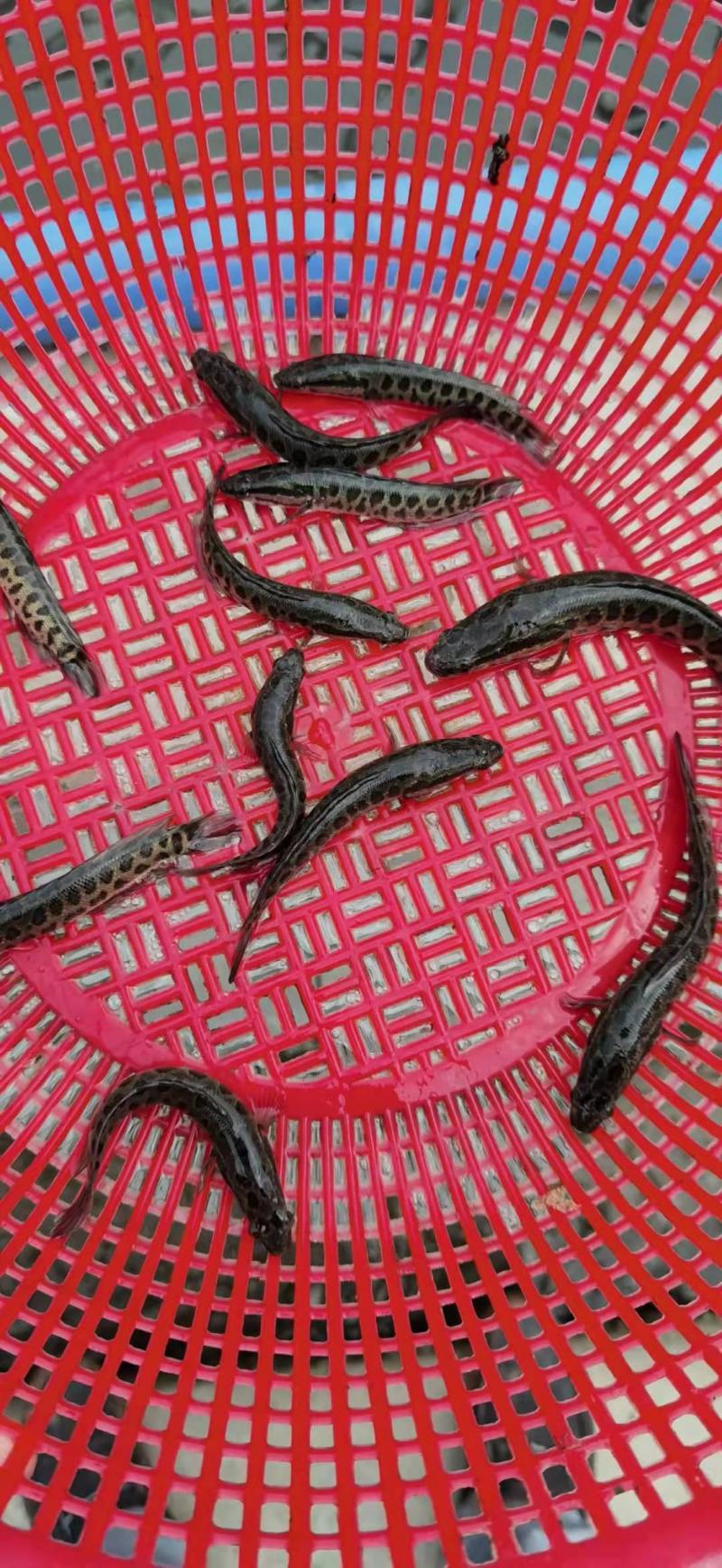 乌鱼苗经过驯化吃饲料的，抗病能力强，规格齐全，欢迎客下单
