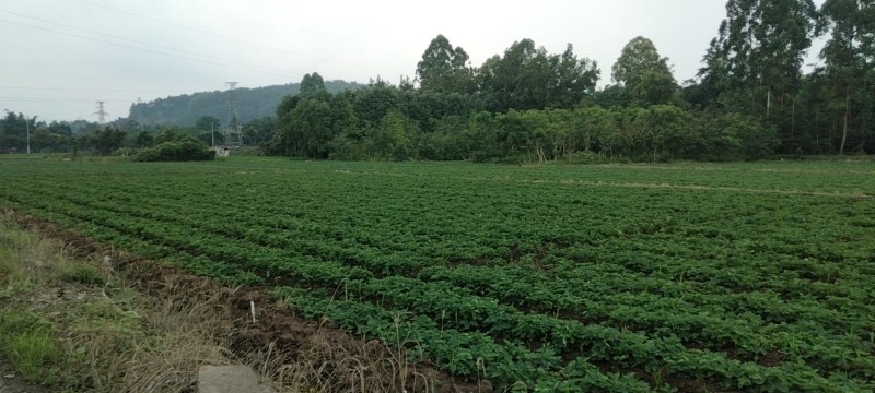 优质高产草莓苗